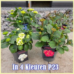 Afbeelding van Hydrangea P23 Divers